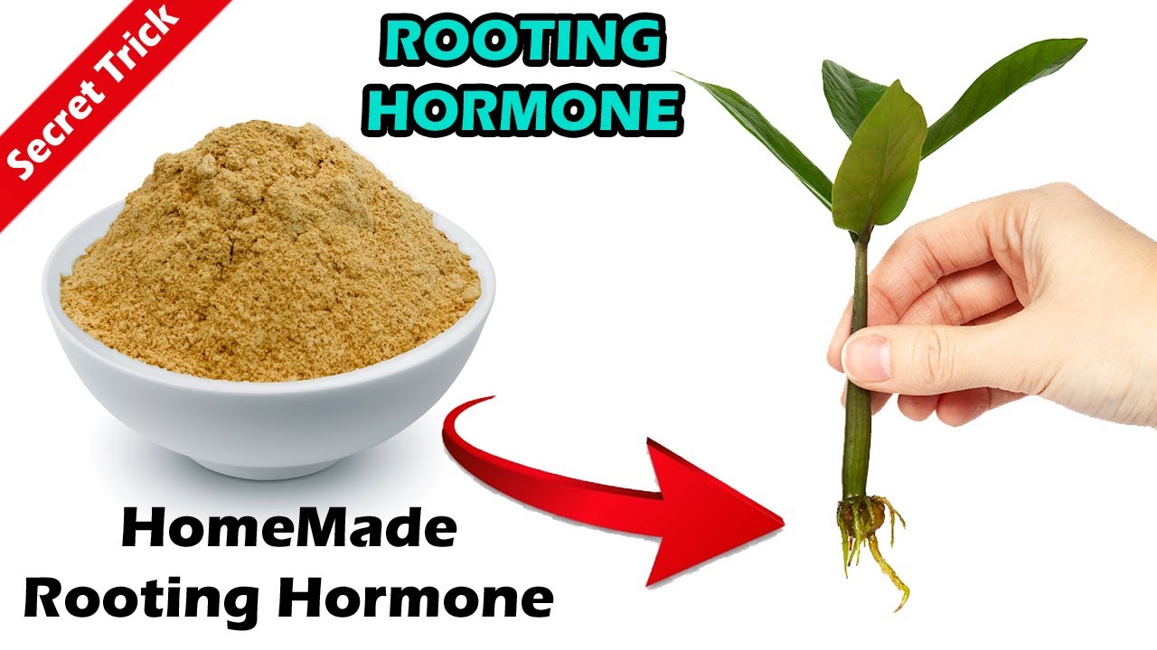 How To Make Rooting Hormone At Home | Gardening Story