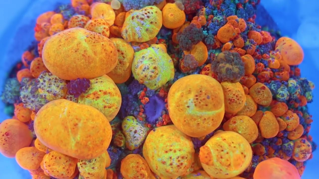 Reef A Palooza California 2022 : Eye Candies!