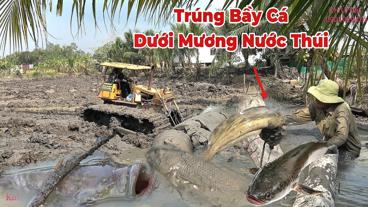 Xe Ủi Lắp Mương Nước Thúi Trúng Mánh Bầy Cá Trê,Cá Lóc Khủng Sống Lâu Năm. 