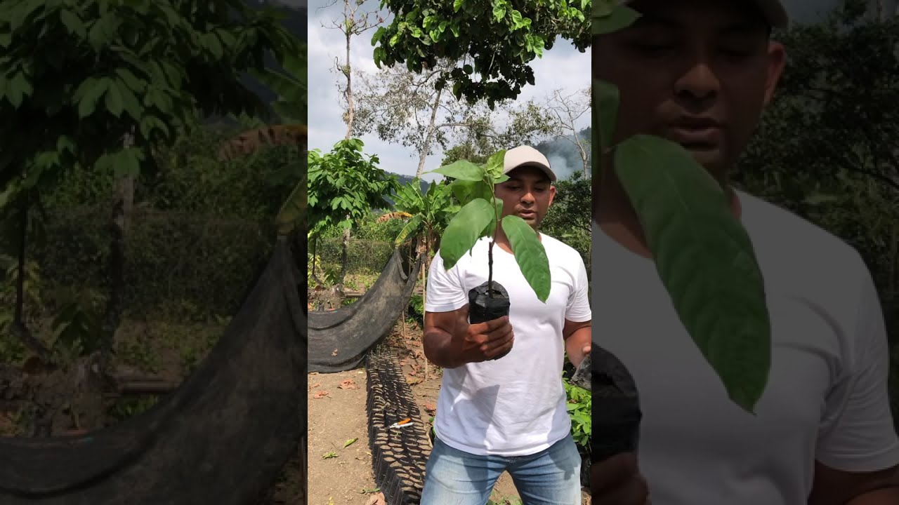Diferencia de cacao ramilla e injerto CCN-51  #creatordigital #cacao #viralyoutube 
