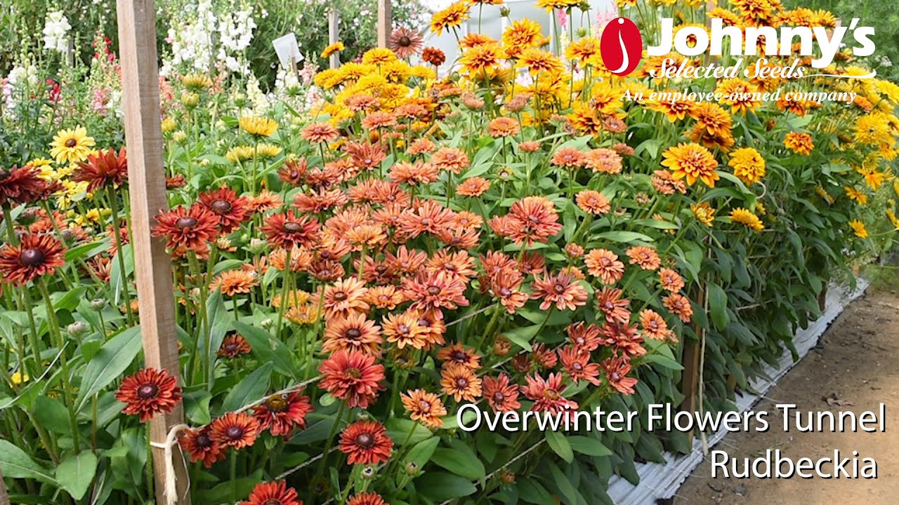 Overwinter Flowers Tunnel : Rudbeckia (Black-Eyed-Susan)