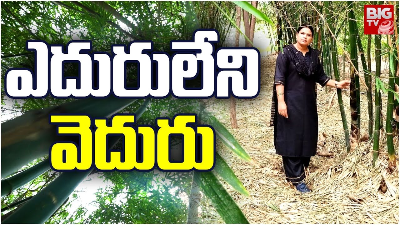 Special Story On Bamboo Tree | Cultivation, Profits In Bamboo Crops | ఎదురులేని వెదురు |BIG TV