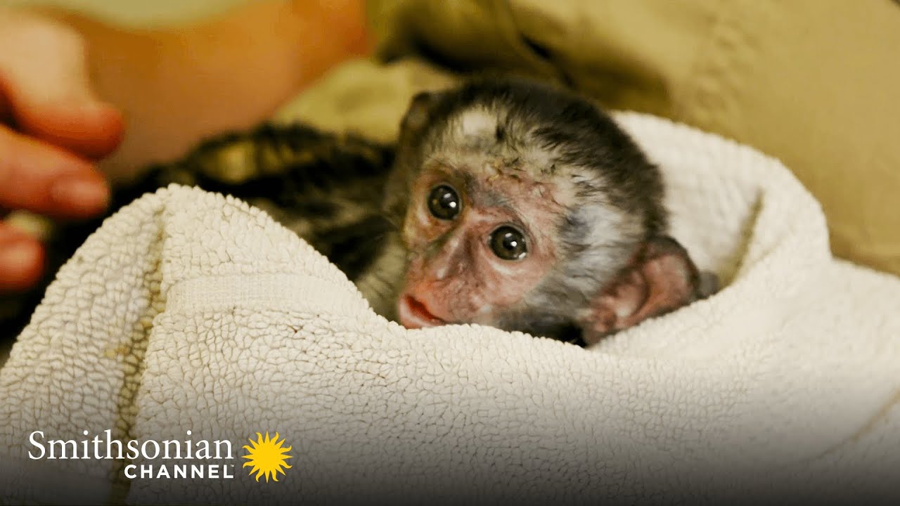 Adorable: This Baby Monkey Loves His Favorite Foods 🐒 Malawi Wildlife Rescue | Smithsonian Channel