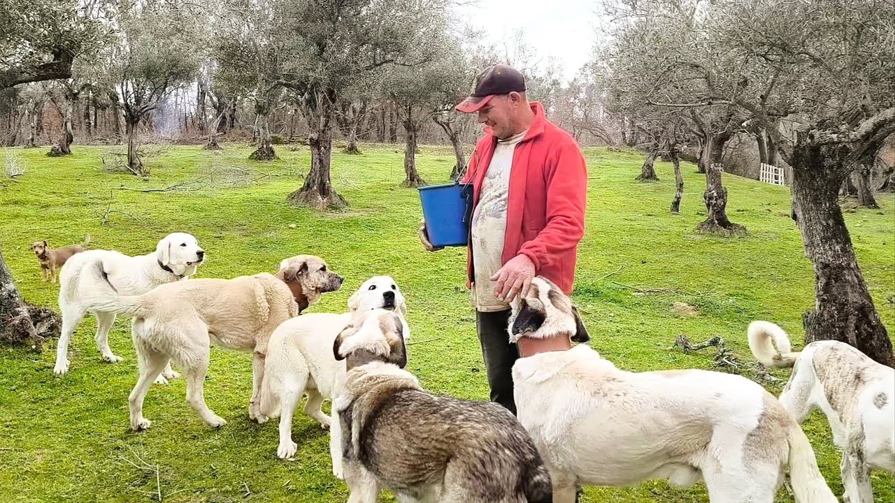 Voy a sanear los corrales y os enseño lo que le ha pasado al Kinki