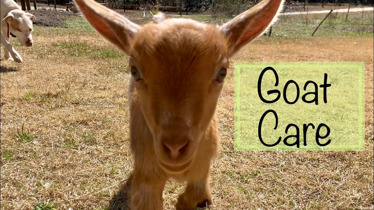 Goat Care Part 1 - Medical Must Haves #semojohomestead
