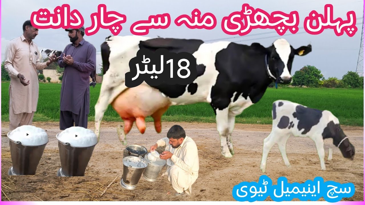 03466152628| Cholistani friesian cross gay | cholistani cross cow | cholistani cow