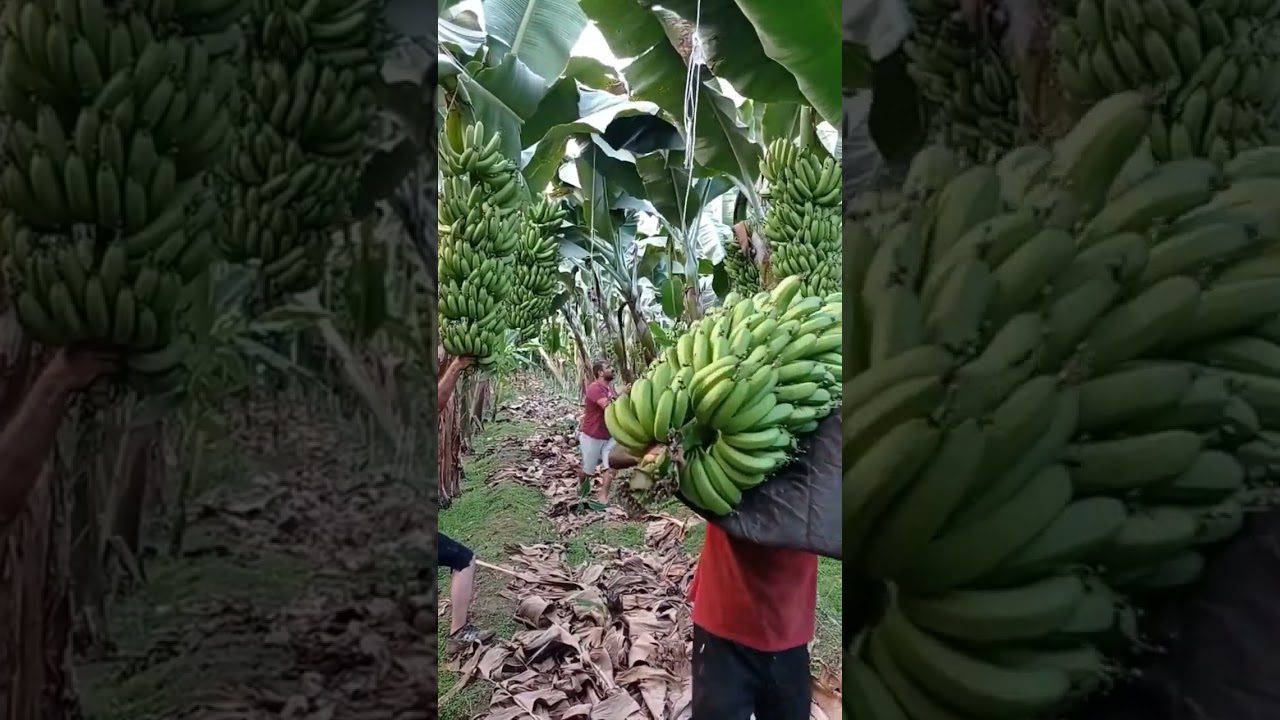 Banana plantation in Bhusawal #youtubeshorts #shortvideo