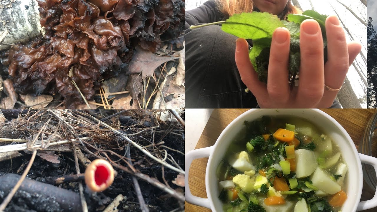 Mushrooms and plants in January 2020. Lentinus brumalis, Tremella, Alliaria petiolata
