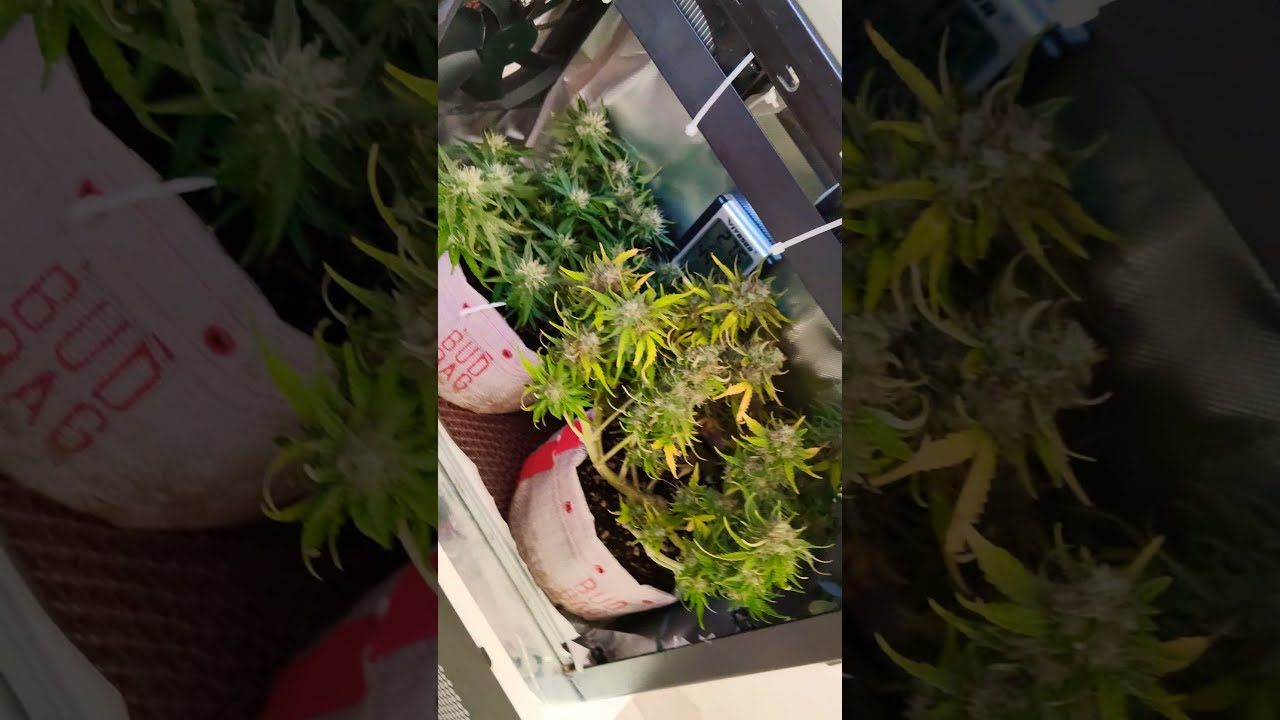 &uacute;ltimos dias da critical auto