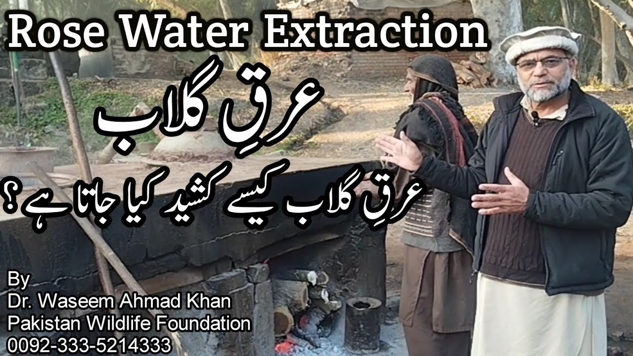 How Is Rose Water Extracted In Plants |Arq E Gulab Kaisay Tyar Kiya Jata Hai | Rose Water Extraction