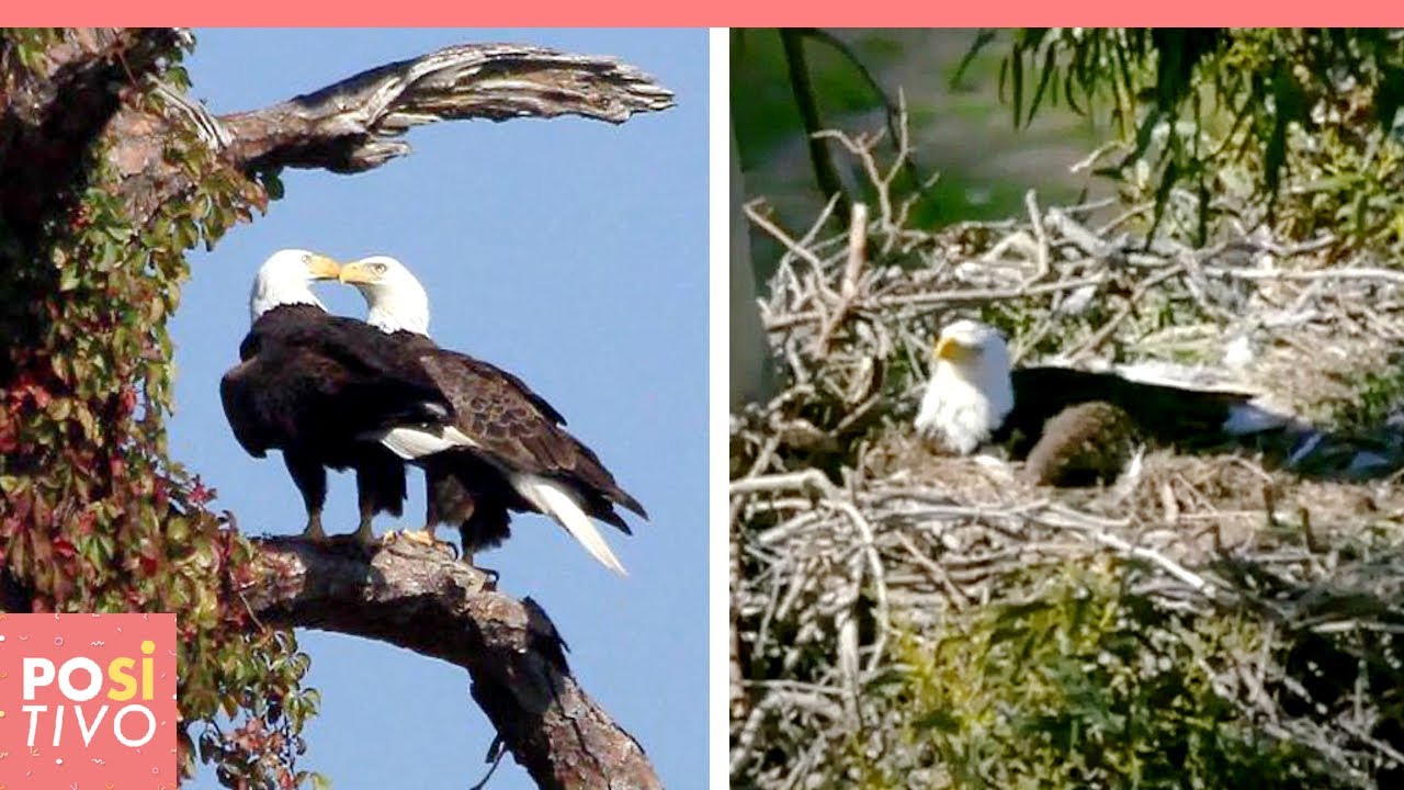Aquila calva perde il compagno durante il ciclone in Colorado