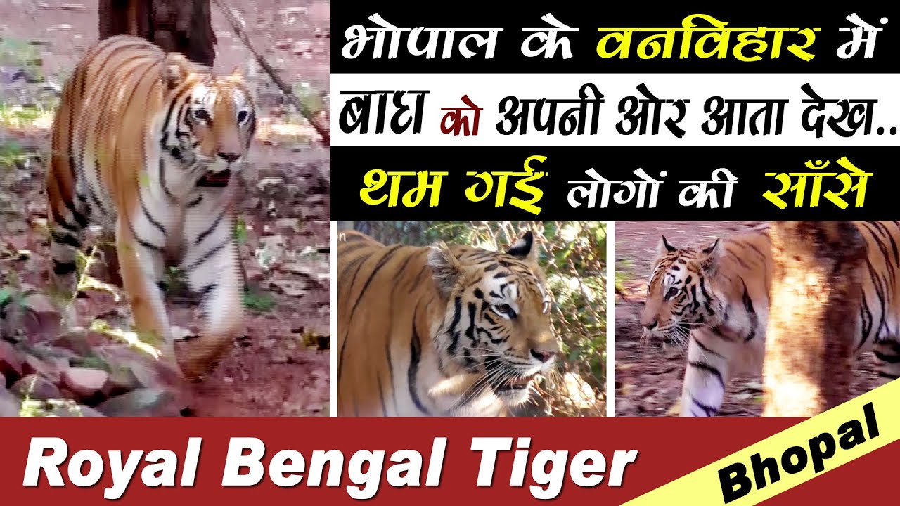 Royal Bengal Tiger | Van Vihar National Park | Bhopal MP