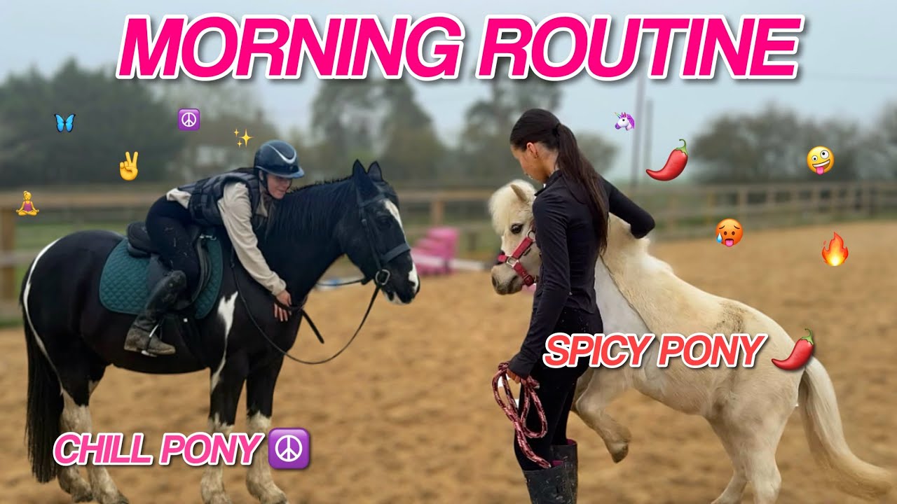 SPICY + CALM HORSE MORNING ROUTINE