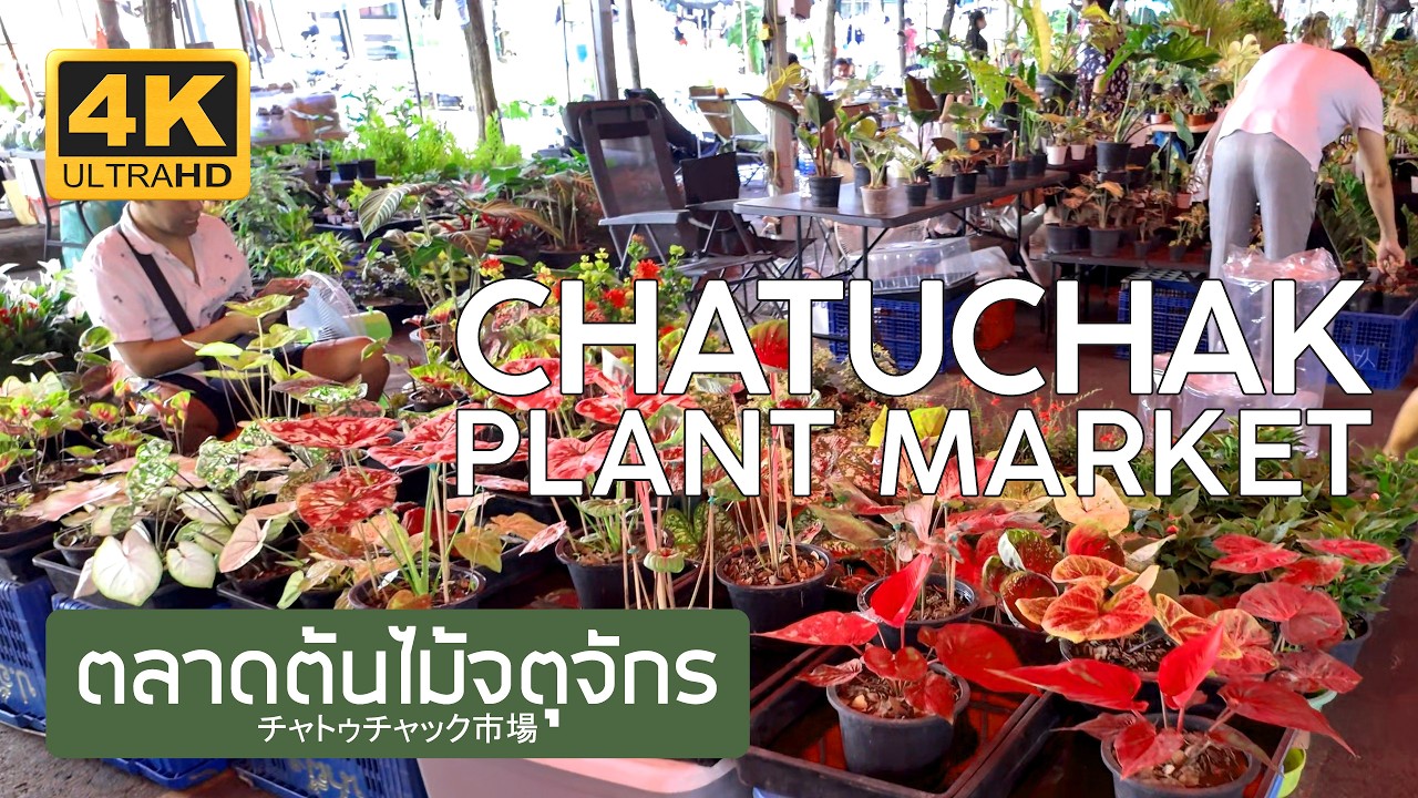 ตลาดต้นไม้จตุจักร 26 กุมภาพันธ์ 2569 Chatuchak Plant Market February 26th, 2026 チャトゥチャック市場 バンコク タイ