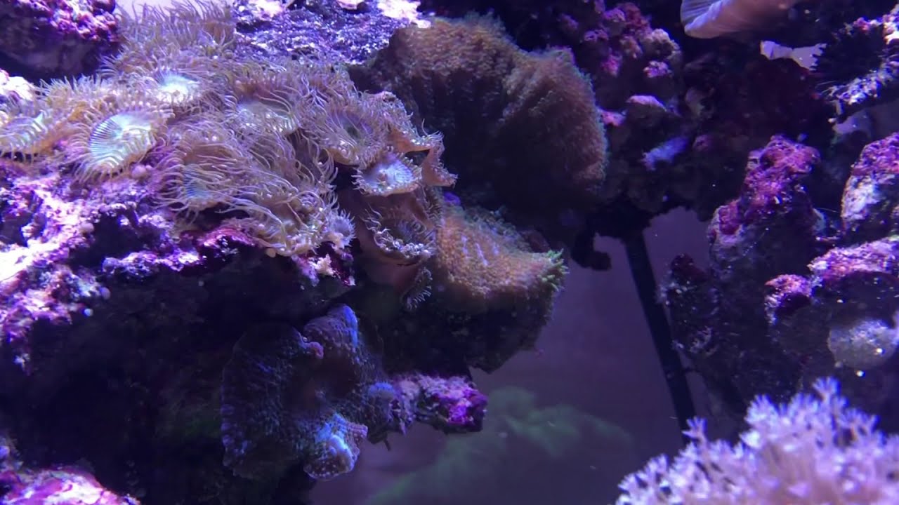 Acquario Marino fatto su misura da Animal's House - Reef Tank tailor made by Animal's house