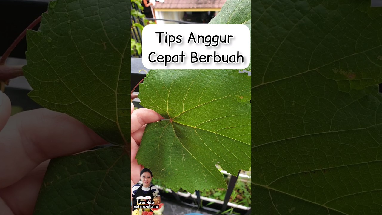 Tips Anggur Cepat Berbuah Dalam Pot Berkebun di Balkon #berkebunorganik #tabulampot