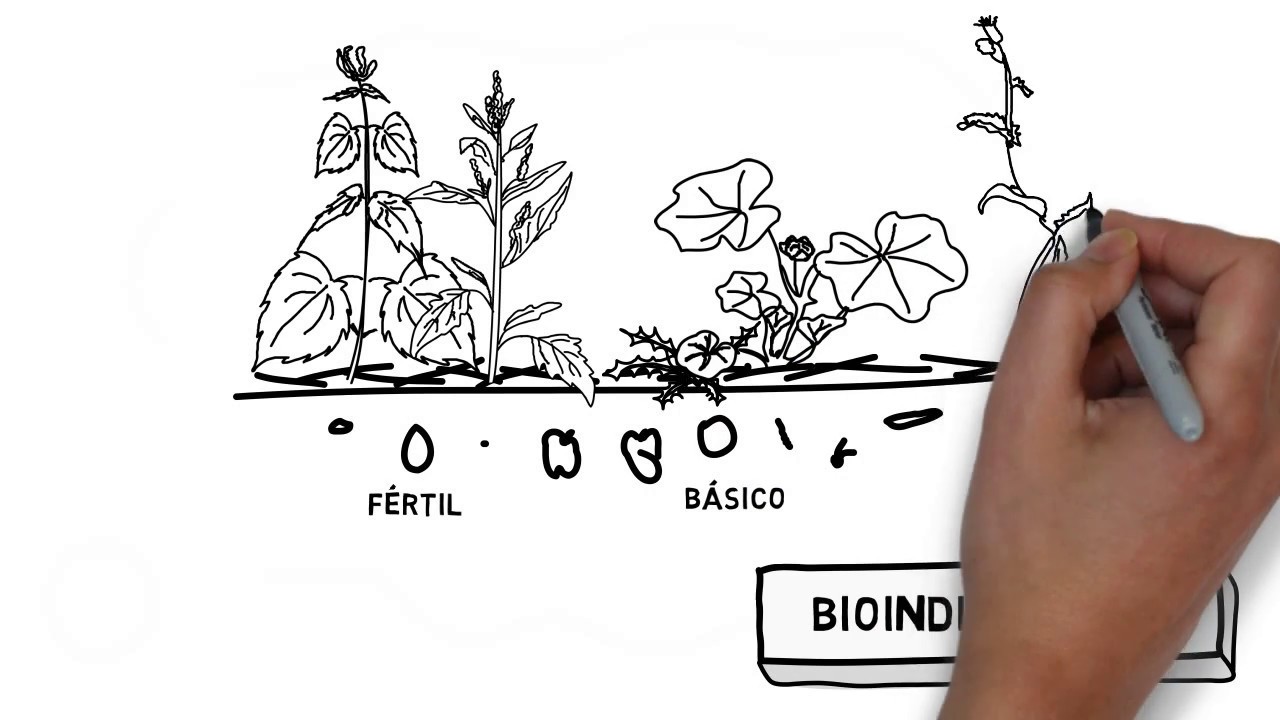 Plantas Multifuncionales: estratégicas para la mejora de nuestros suelos