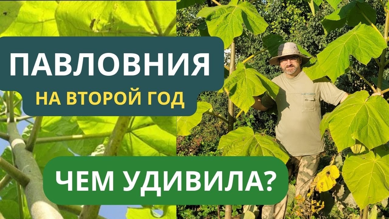 Павловния войлочная удивляет