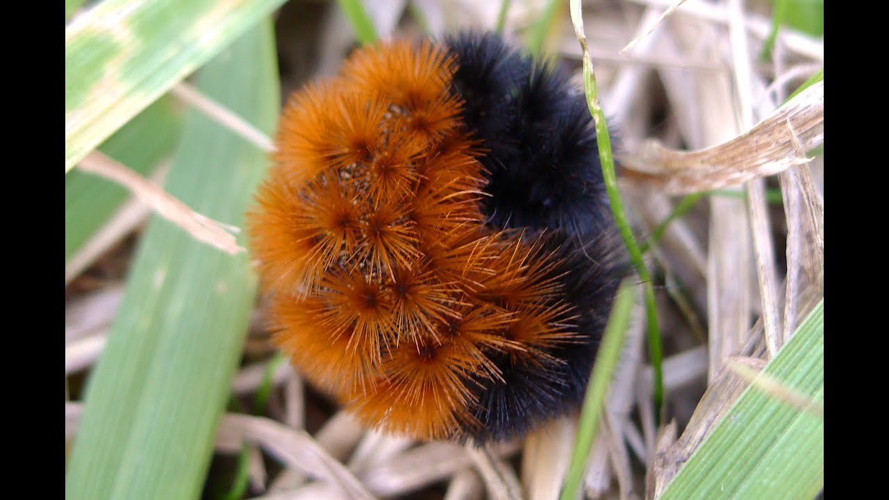Woolly bears on the move
