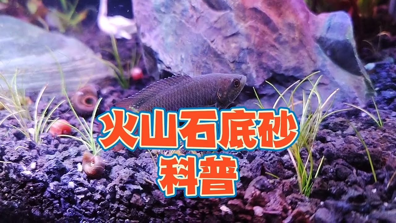 无过滤不打氧，火山石颗粒做鱼缸底砂不知道怎么选？详细科普视频