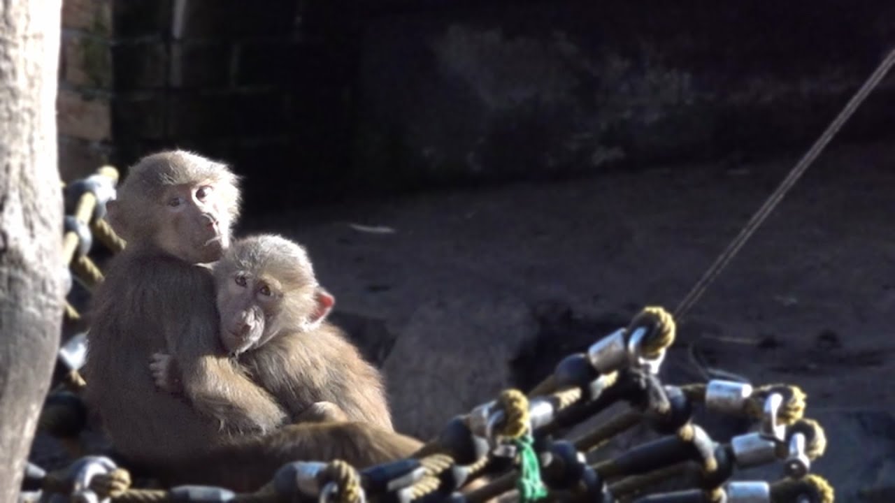 PRIMATES, Primaten