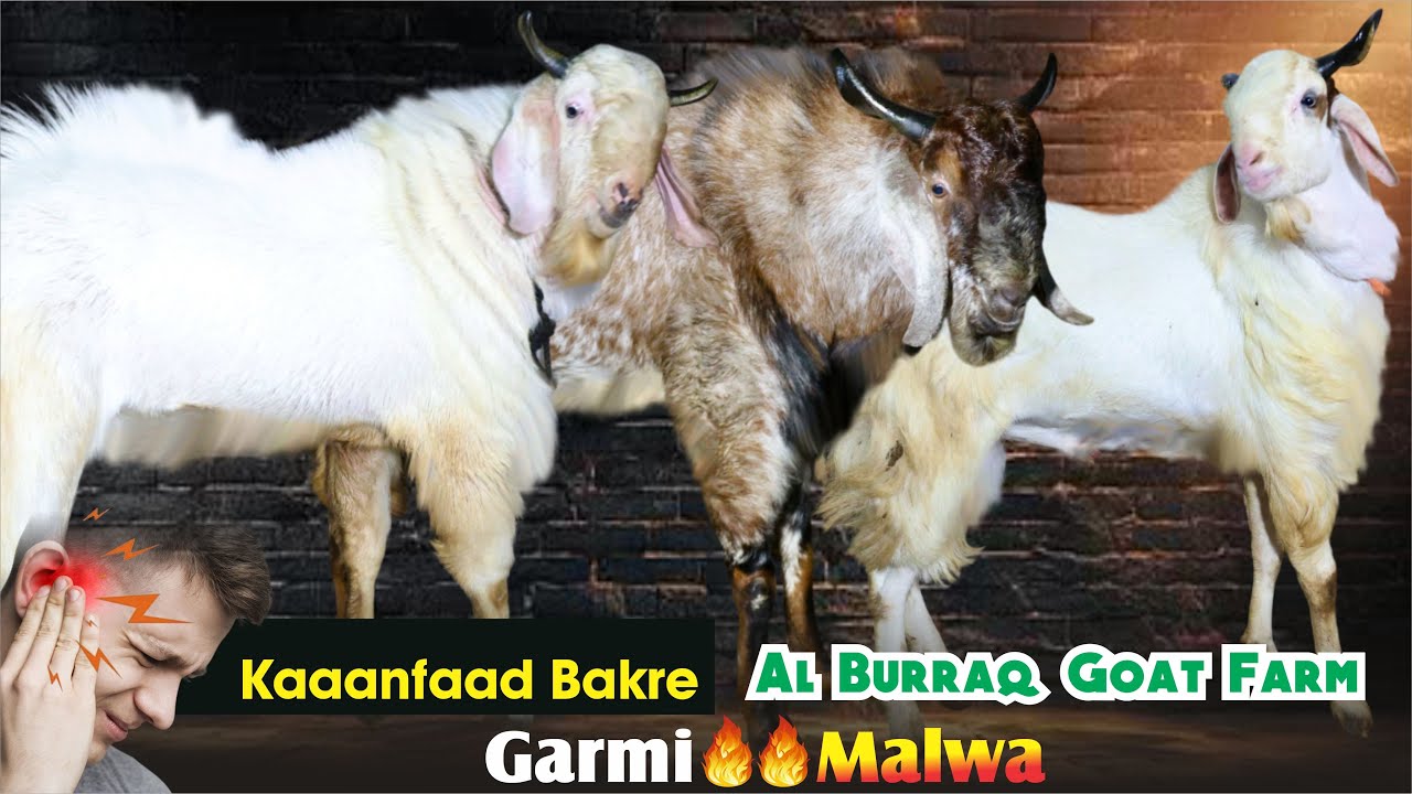 Kaanfaad Bakre full Garmi At Al Burraq Goat Farm