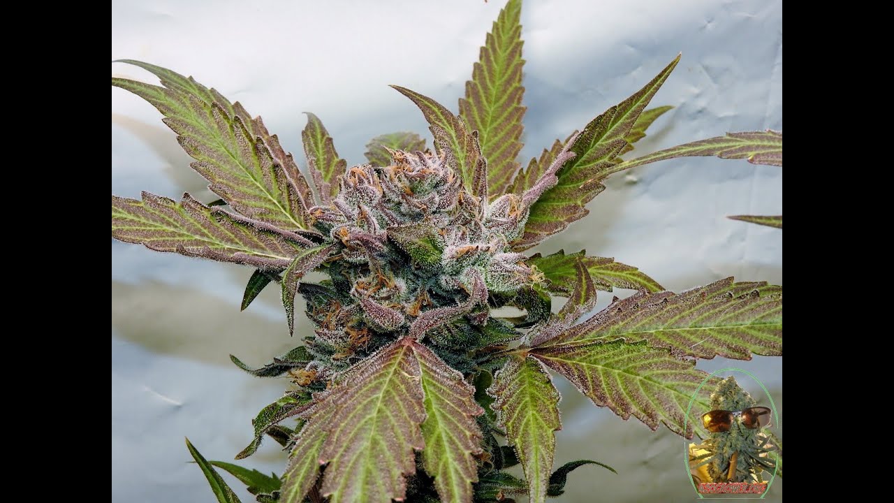 THUG PUG GENETICS PHENO HUNT DAY 63