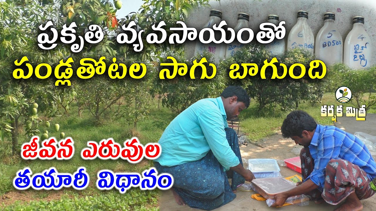 పండ్లతోటల మిశ్రమ వ్యవసాయం || జీవన ఎరువులు తయారీ || How to Prepare Bio-Fertilizers || Karshaka Mitra