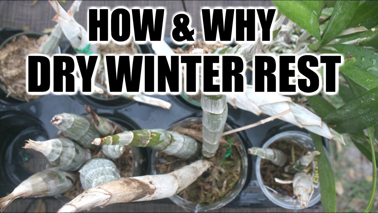 ALL ABOUT DRY WINTER'S REST