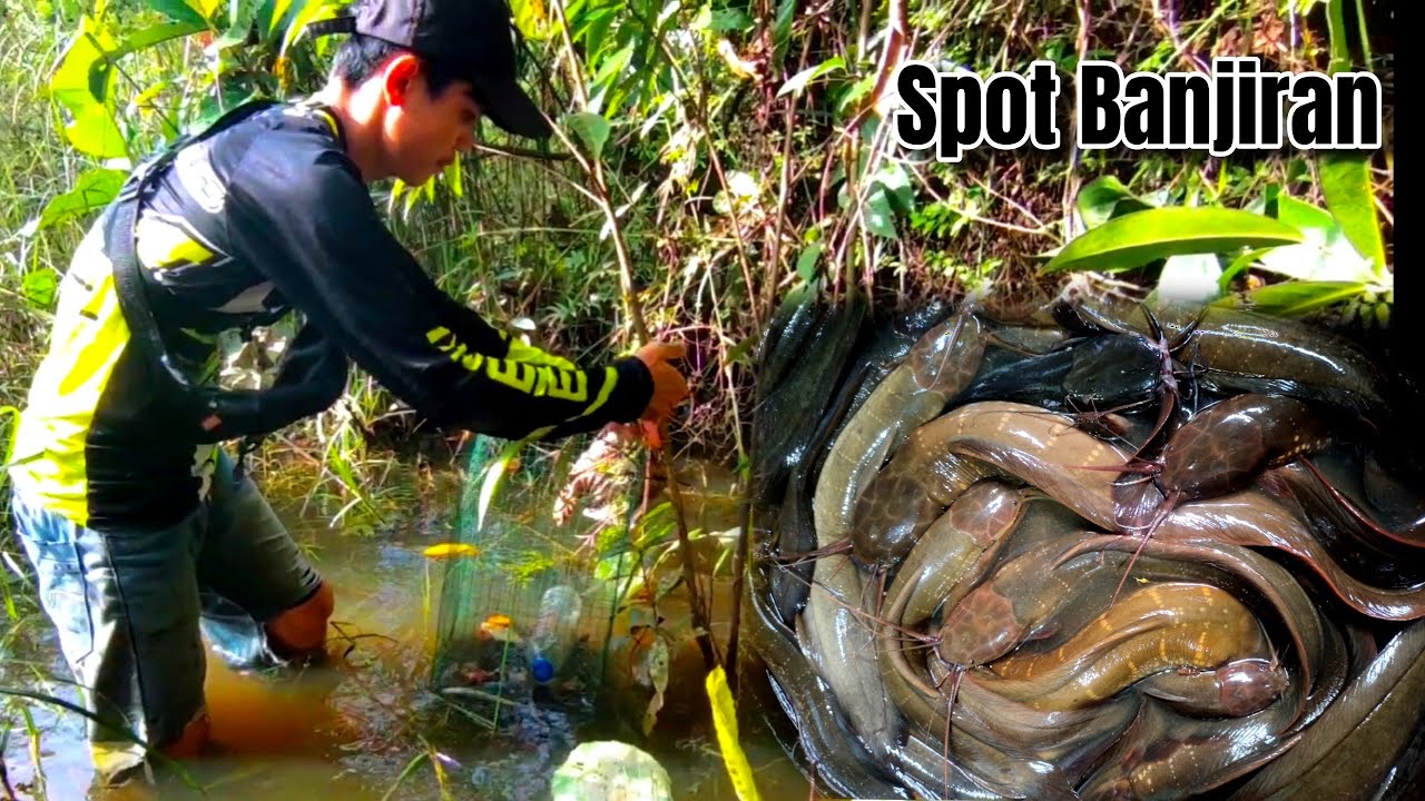 Rawa nya Full Banjir . Banyak Ikan Ini Yang Masuk ke Bubu