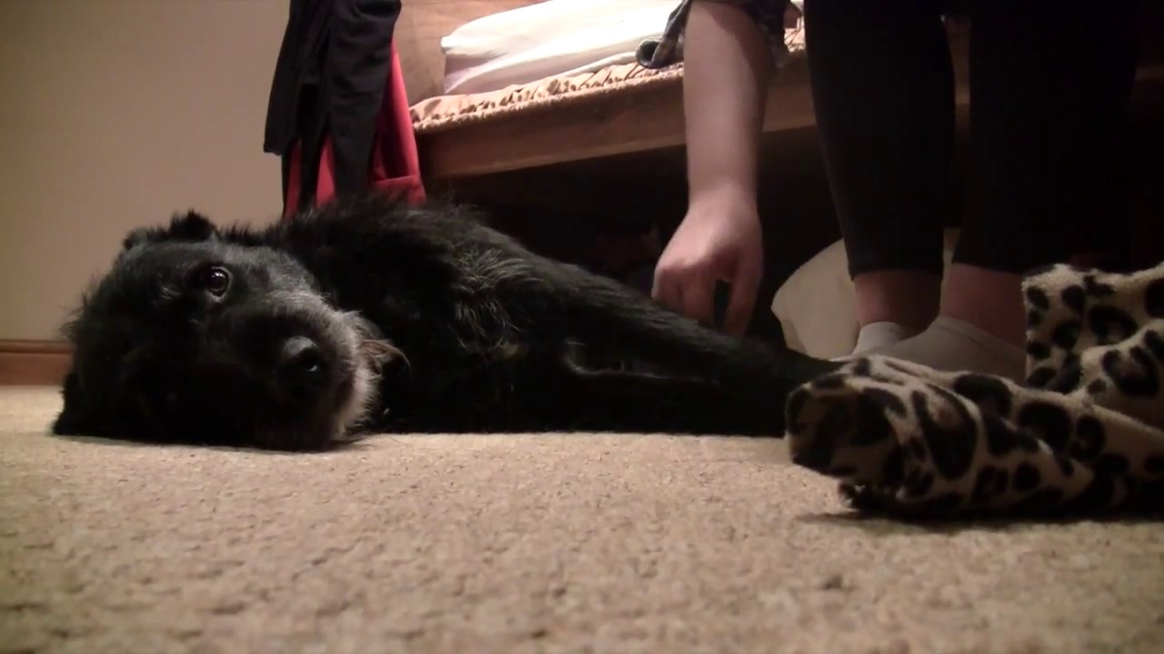 A2 Short Film 2015 'HUMANS CAN LICK TOO' Jonny Briggs