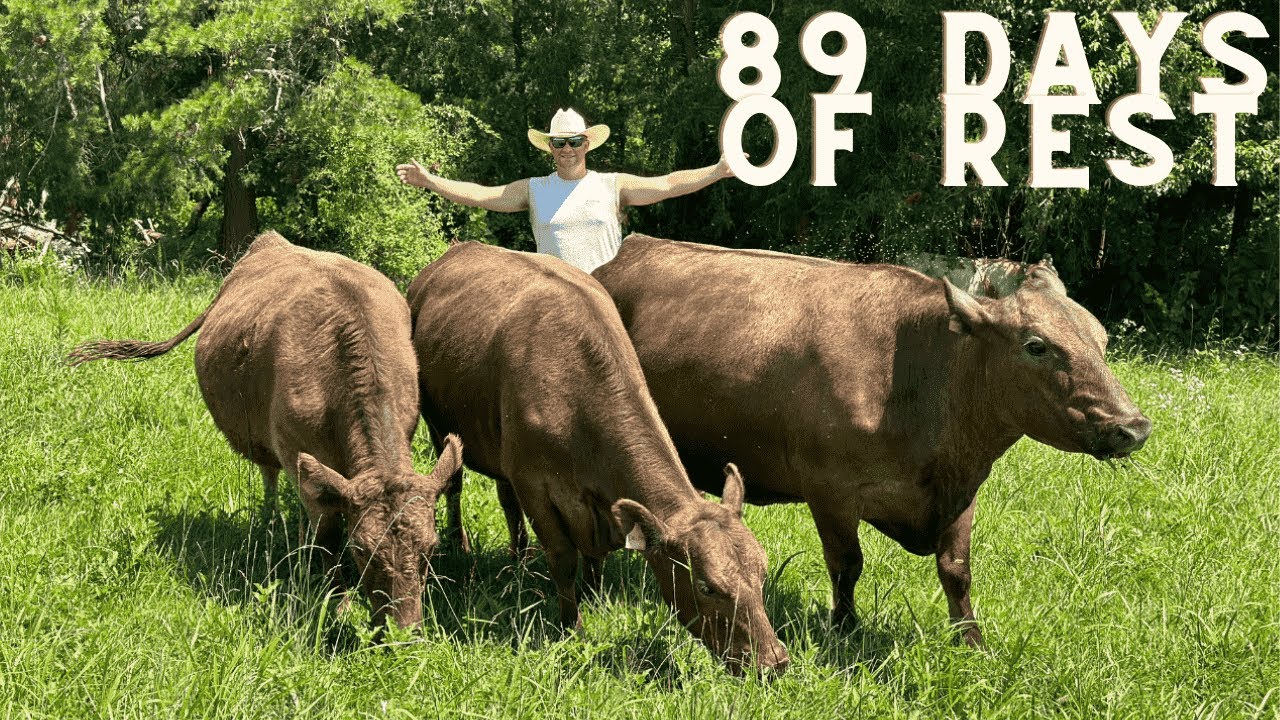 EP. 13 89 DAYS OF REST | GRAZING OUR MURRAY GREY'S