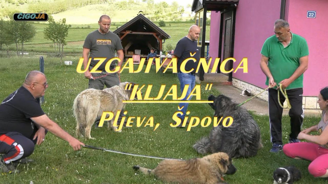 -  SOKO I BELA DOBILI POTOMKE, ŠTENCI NAPREDNI, KLJAJIĆI ODUŠEVLJENI,  ŠIPOVO 2022