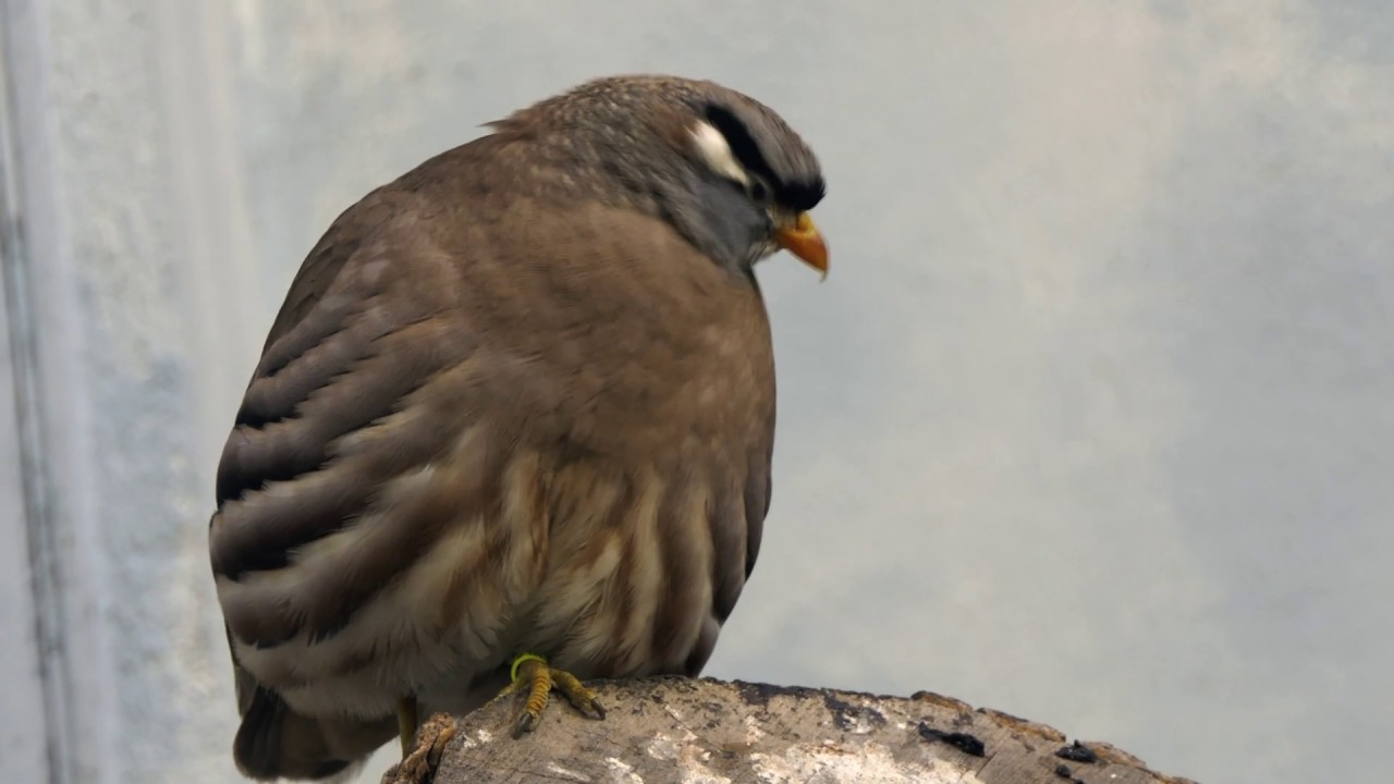 See-see Partridge ♂