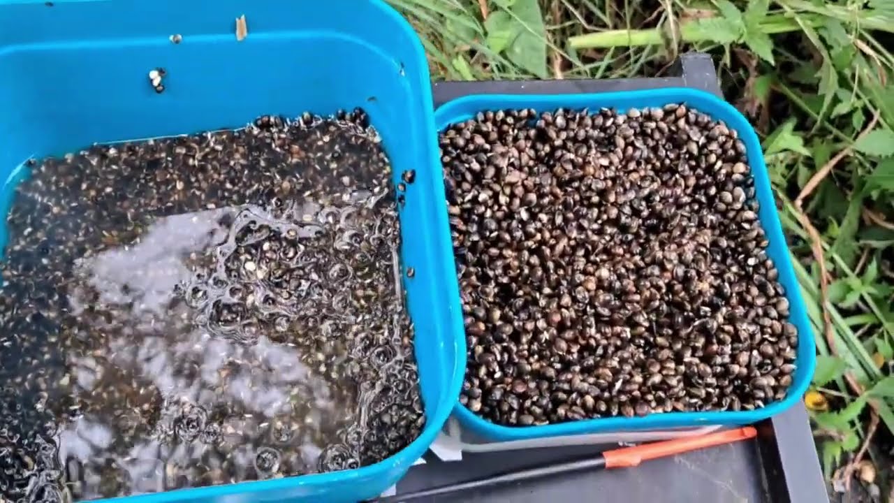 La pêche au chènevis et au froment blanc, avortée, dans la Noue de Tamines.