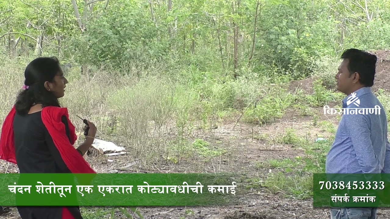 चंदन शेती करा; आता कुणाच्याही परवानगीची गरज नाही | Kisanwani |