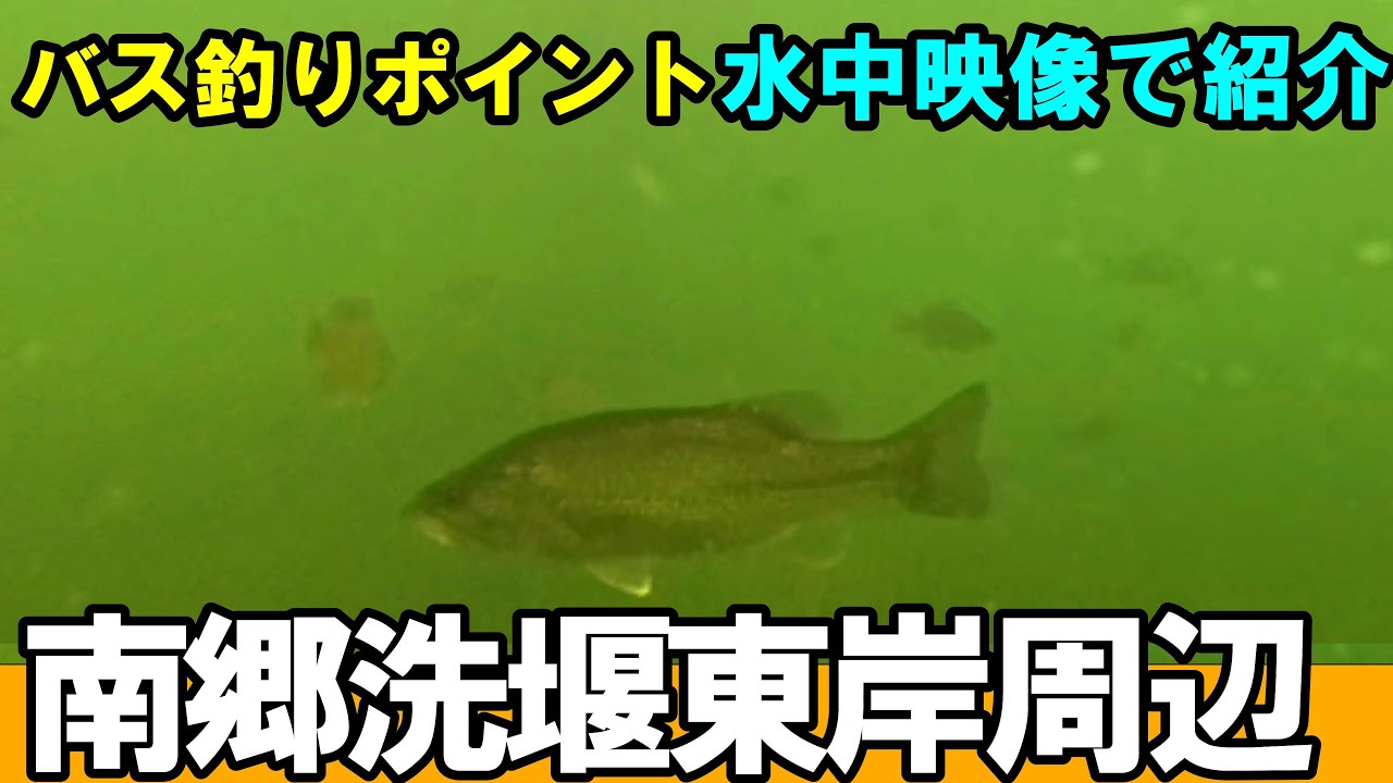 瀬田川東岸の南郷洗堰のバス釣りポイントを水中映像で紹介！琵琶湖よりバスが多いか⁉