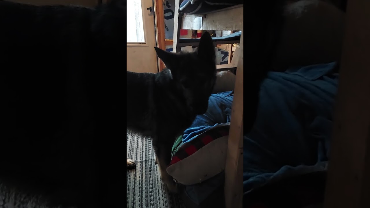Nitro popcorn training