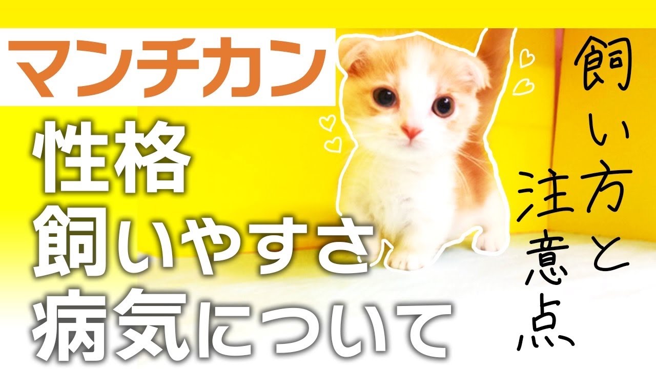 マンチカンの飼い方と性格 注意点！多頭飼いはどう？猫の種類や特徴を知っておこう！