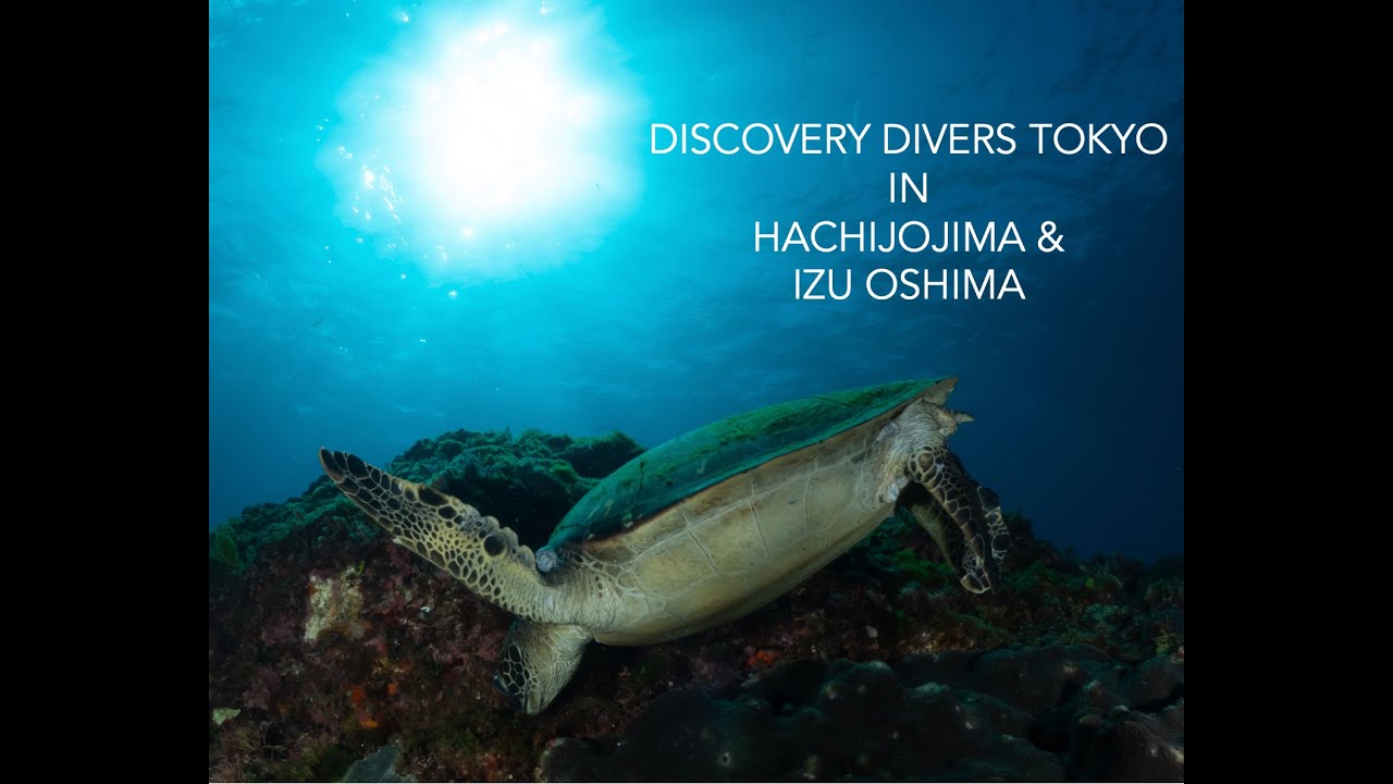 Discovery Divers Tokyo in Hachijojima & Izu Oshima