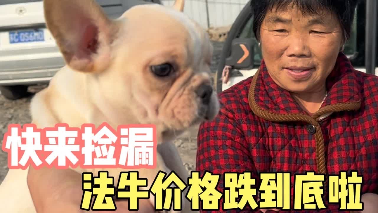 农村狗市法牛价格大跳水，现在几百块钱就能买一条，快来拿下吧 #法牛 #法斗 #法国斗牛犬 #农村狗市