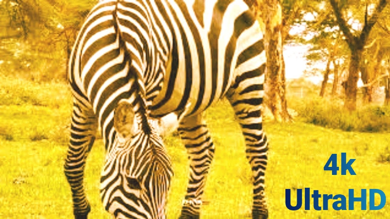 4K VIDEO (UTRAHD) AFRICAN WILDLIFE FASCINATING BEAUTY