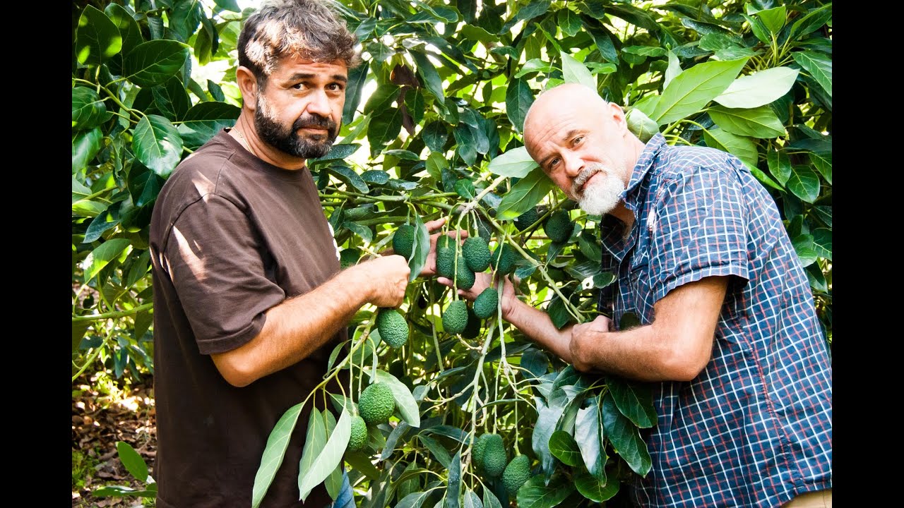 Avocado Siciliano Biologico Sostenibile: la Rivoluzione Ecosistemica 1 Parte