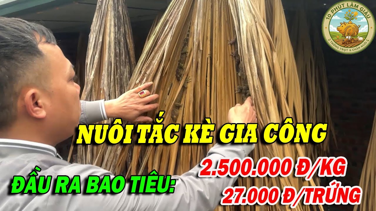 CHĂN NUÔI TẮC KÈ GIA CÔNG ĐẦU RA ĐƯỢC BAO TIÊU 2.500.000Đ/1KG, 27.000Đ/TRỨNG | 10 PHÚT LÀM GIÀU