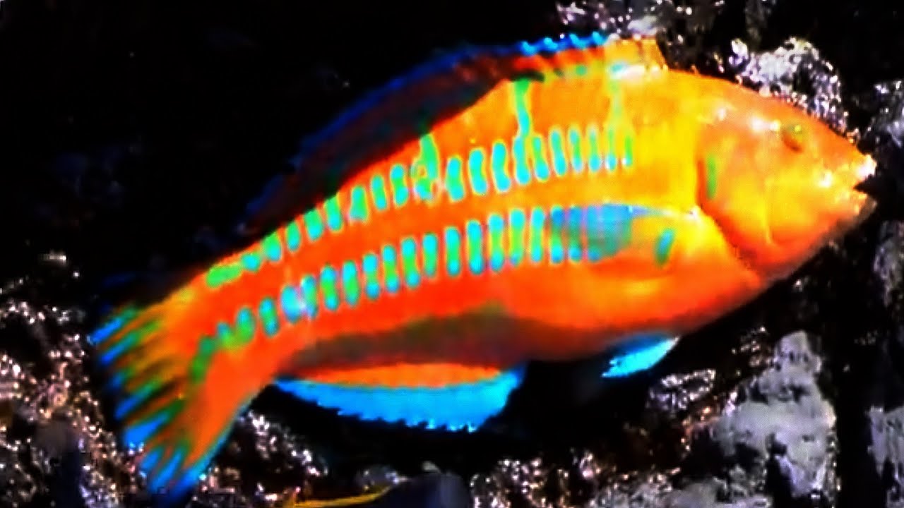 Fishing A Bunch Of Small Hawaiian Reef Fish