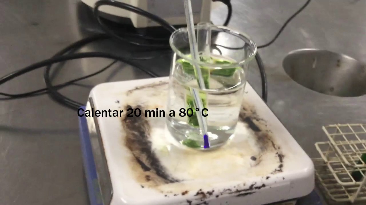 Cuantificacion de clorofila por medio de Espectrofometria -Espinacas-