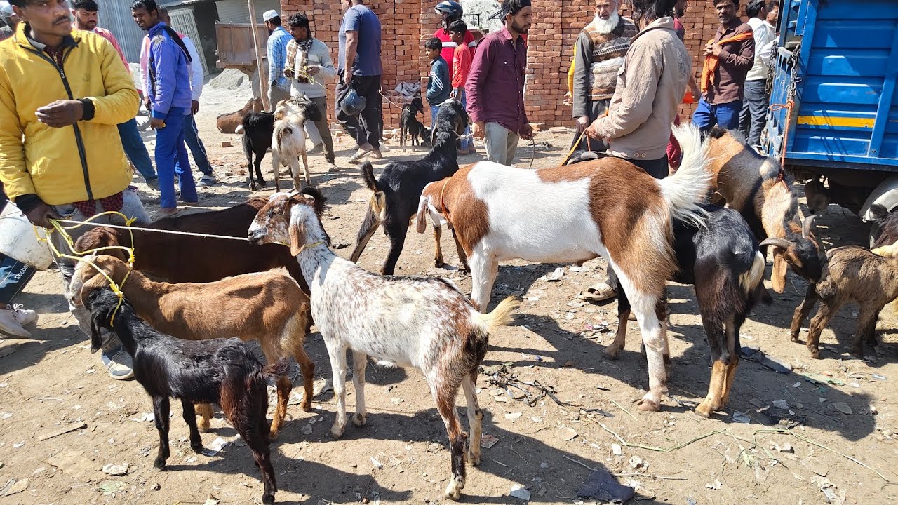 3.3.26..aj dehradun ki bakra mandi me bhot bheed thi....