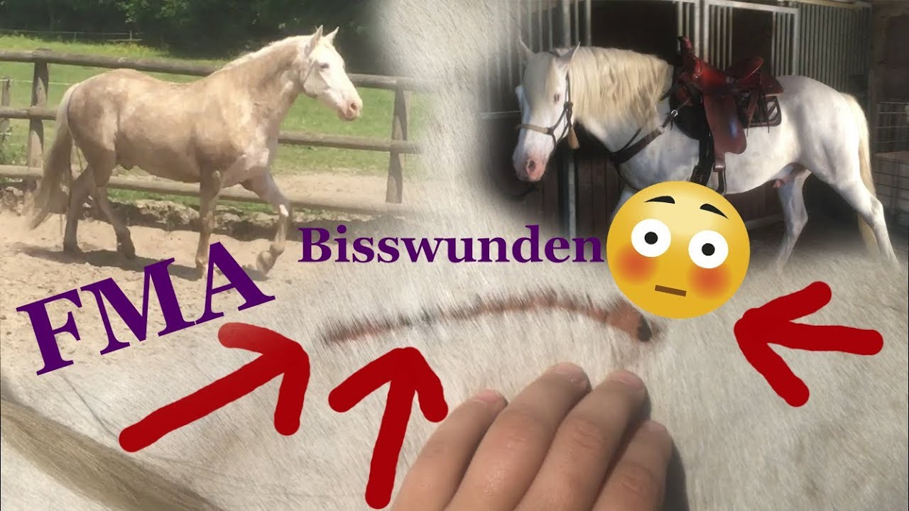 FMA - Bisswunden 😓/ Ausritt 🏇/ wiehern 🗣 - Ventenhof in Düsseldorf