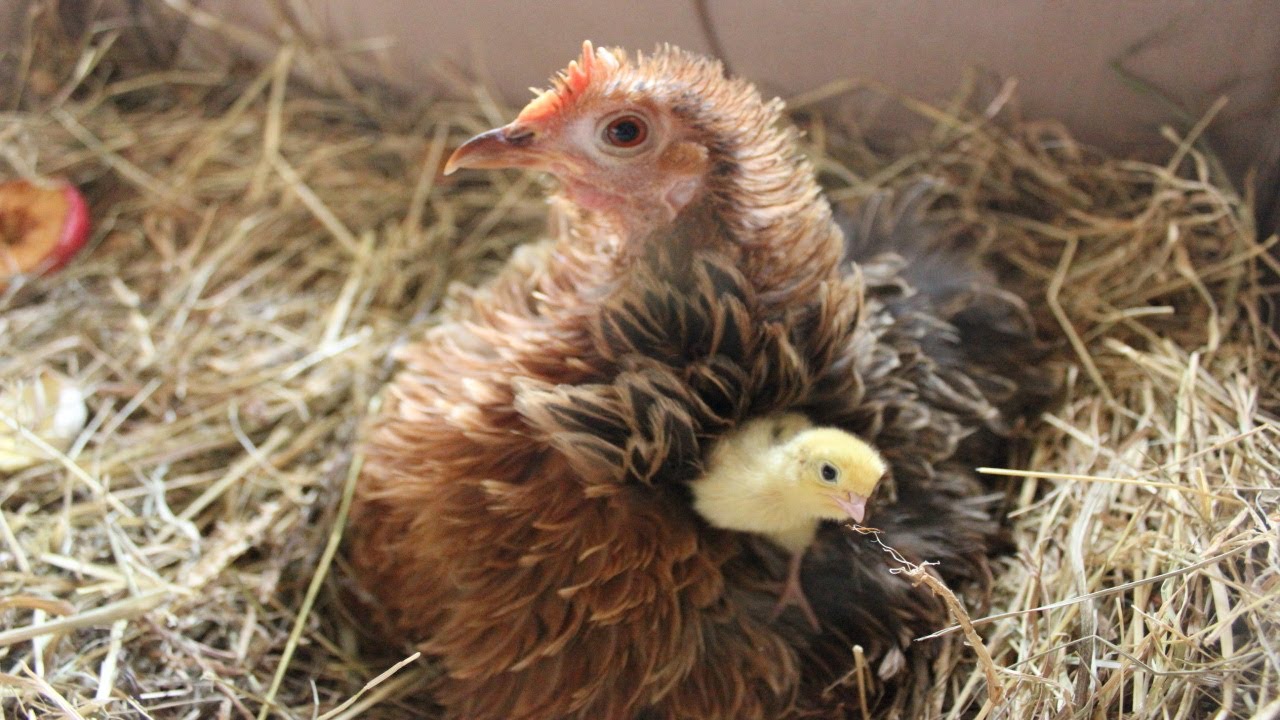 Raising organic quail chicks - bonding.  Cailles bio, l'attachement . Codornices orgánicas la unión
