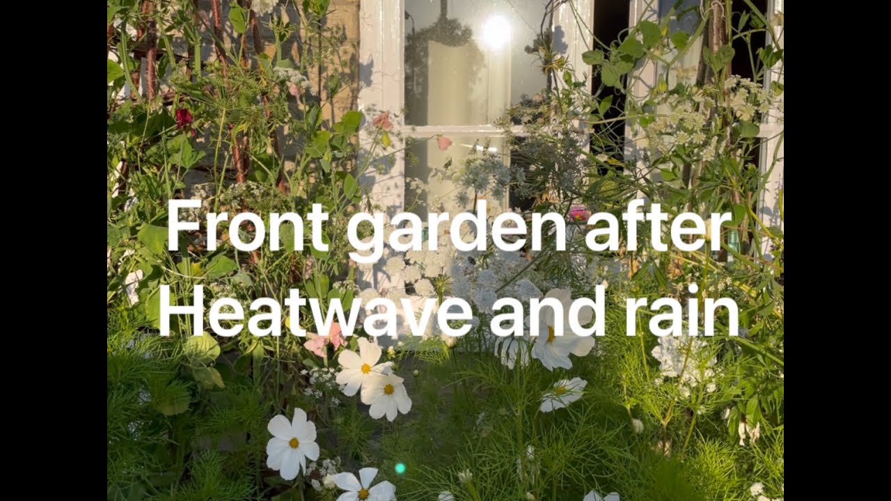 See what a heatwave and then rain does to my front garden
